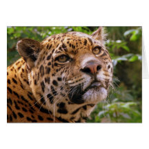 Jaguar Greeting Cards
