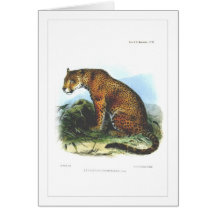 Jaguar Greeting Cards