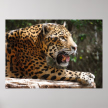 Jaguar III Poster