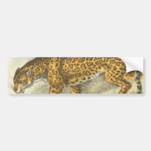 Jaguar Illustration Bumper Stickers