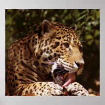 Jaguar in July Poster