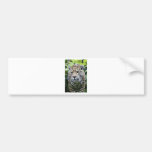 Jaguar Leopard Cougar Bumper Sticker