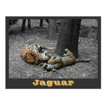 JAGUAR-PAW BACK-IMG_2914/fbw/gray Carte Postale