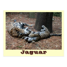JAGUAR-PAW BACK-IMG_2914 - Shane-Carrie Carte Postale