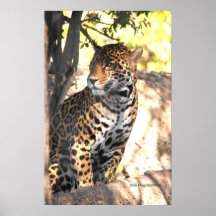 Jaguar Poise Print