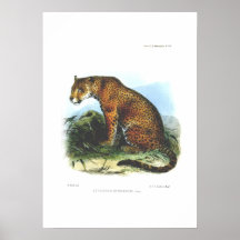 Jaguar Poster