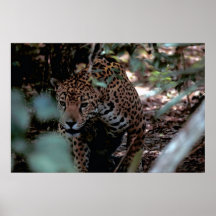 Jaguar Poster