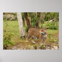 Jaguar Print