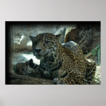 JAGUAR - PROTECTIVE MOTHER AND KITTEN PRINT