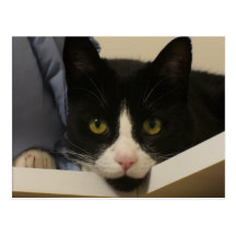 J'ai trouvé la carte postale de chat