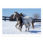 J'AIME DES CHEVAUX CARTES POSTALES
