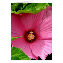 J'aime des ketmies ! (Rose de Sharon) Carte De Vœux