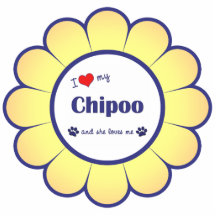 J'aime mon Chipoo (le chien femelle) Découpage En Acrylique