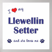 J'aime mon poseur de Llewellin (le chien femelle) Poster