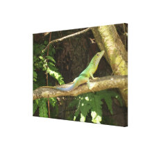 Jamaican Green Lizard Gallery Wrapped Canvas
