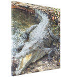 Jamaican Salt Water Crocodile Canvas Prints