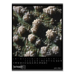 january 2010 calendar postcard