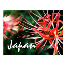 Japan - Spider Lily Postcard