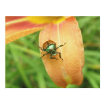 Japanese Beetle Postcard