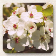 Japanese Blossom Tree Beverage Coaster