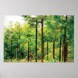 Japanese Cedar woods Poster