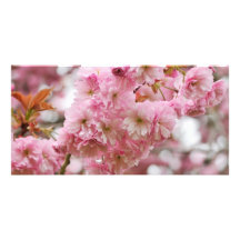 Japanese Cherry blossom Custom Photo Card