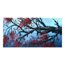 japanese cherry blossom flower tree  oriental art photo cards