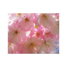 Japanese Cherry Blossom Gallery Wrapped Canvas