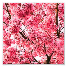 Japanese Cherry Blossom Tree (2013) Art Photo