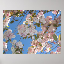 Japanese Cherry Tree Posters