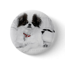 Japanese Chin Puppy on White Wicker Chair Pin
