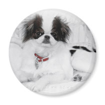Japanese Chin Puppy on White Wicker Chair Fridge Magnet