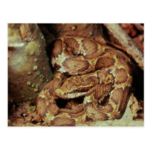 Japanese copperhead postcard
