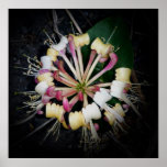 Japanese Honeysuckle ~ Print~