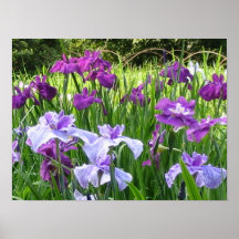 Japanese Iris Poster