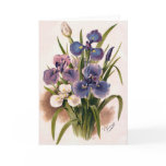 Japanese Irises - Iris Kaempferi - Greeting Card