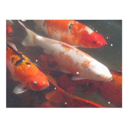 Japanese Koi Fish Post Card