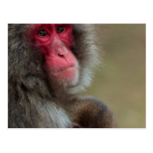 Japanese Macaque Monkeys Postcard