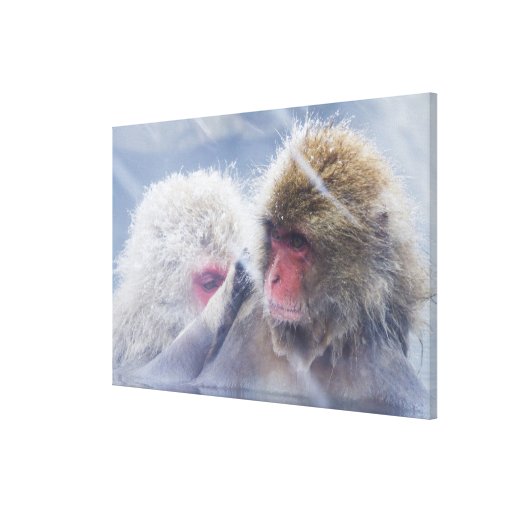Japanese Macaques (Macaca fuscata) Grooming in Gallery Wrapped Canvas