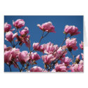 Japanese Magnolia Blooms cards