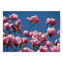 Japanese Magnolia Blooms Greeting Cards