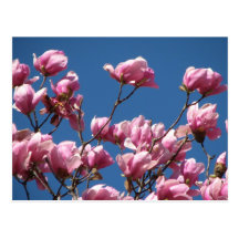 Japanese Magnolia Blooms Post Card
