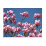 Japanese Magnolia Blooms Post Card