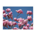 Japanese Magnolia Blooms postcards
