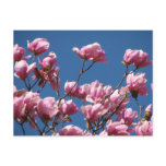 Japanese Magnolia Blooms postcards