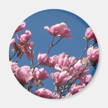 Japanese Magnolia Blooms Refrigerator Magnets