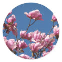 Japanese Magnolia Blooms stickers