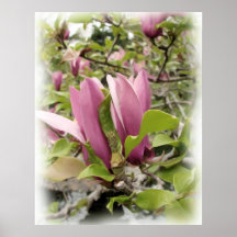 Japanese Magnolias - Digital Watercolor Print
