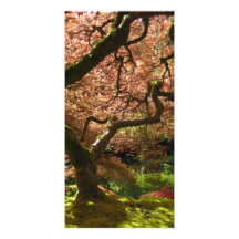 Japanese Maple Acer Palmatum Portland Garden Photo Card