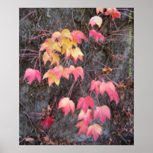 Japanese Maple. fall. Poster